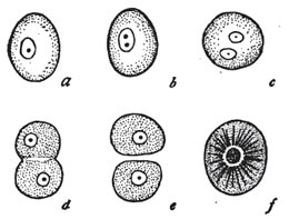 Remak sketch of cell division