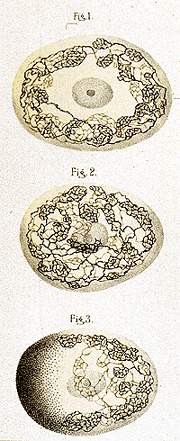 Golgi sketch of Golgi Apparatus